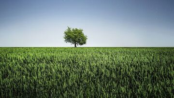 A che distanza si possono piantare gli alberi dal confine?