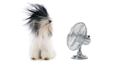 Troppo caldo, i proprietari devono installare questi dispositivi nelle case dei loro inquilini? 