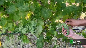 Riforma del reddito agrario, le istruzioni del Fisco sulle novità