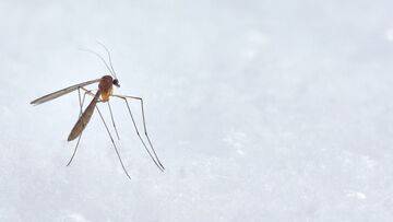 I sintomi di Chikungunya, il virus che si diffonde in tutta Europa. Focolai in Italia e Francia 