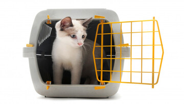 Portare cane e gatto in treno: regole e quanto costa