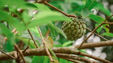 Così l'annona: da ricercato frutto d'importazione a espressione dell'Italia