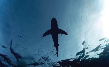 Giornata Mondiale degli Oceani: 5 libri sul mare da leggere assolutamente