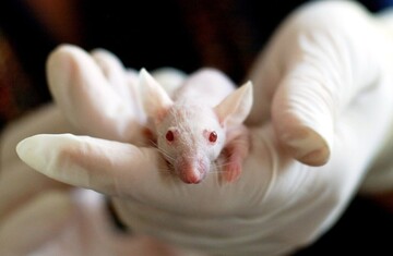 In futuro non serviranno più madri per fare figli: è lo scenario distopico ottenuto in laboratorio da Katsuhiko Hayashi 