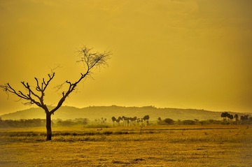 La Cina ha piantato miliardi di alberi nel deserto arido. Ora l'area sta assorbendo CO2 dall'aria 