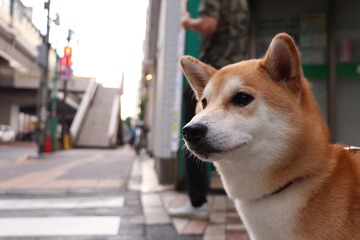 Come investire in Dogecoin 