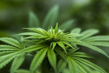 Legalizzazione cannabis, italiani favorevoli: i risultati di un sondaggio