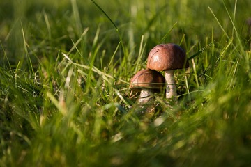Come funziona la tassa per chi raccoglie funghi e tartufi?
