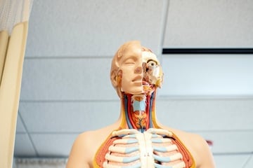 Come diventare fisioterapista: laurea, guadagno e mansioni