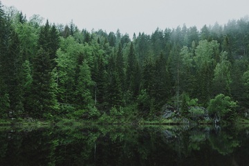 Svezia e Finlandia stanno distruggendo le foreste in Europa (ma nessuno ne parla)