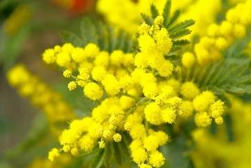 Festa della Donna 2025, le più belle frasi e immagini di auguri dell'8 marzo