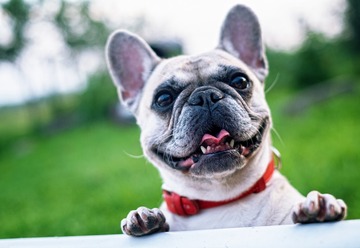 Bulldog francese: carattere, costi di mantenimento, come addestrare