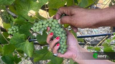 Il vino non fa male (se lo bevi responsabilmente)