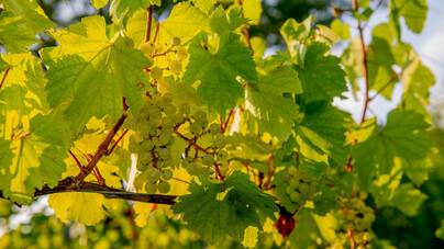 Lombardia nascosta. I vitigni autoctoni che non ti aspetti, oltre la Franciacorta