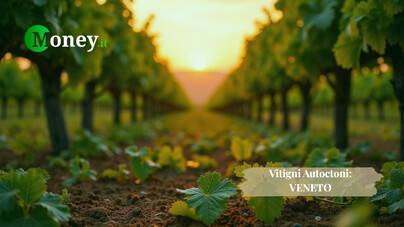 I vitigni autoctoni del Veneto. Identità, tradizione e vini che raccontano il territorio nel mondo