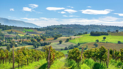 Cuore verde e uve antiche. L'Umbria e i suoi vitigni autoctoni