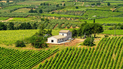 Vino del Lazio: perché la biodiversità non basta? Svelati i due binari che ci dividono dai rivali stranieri (e non solo)