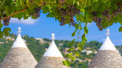 Puglia oltre Primitivo e Negroamaro: i vitigni autoctoni da conoscere