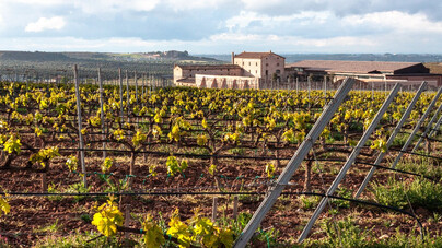 Vitigni dell'Emilia-Romagna: il viaggio tra i grandi vini di una regione sorprendente
